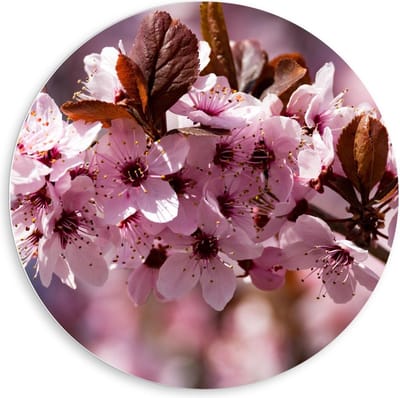KuijsFotoprint - Schilderij - In De Boom - Bruin En Roze - 80 X 80 Cm