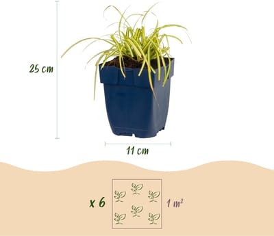Green boutiQ - Grassen - Carex oshimensis Evergreen - Japanse Zegge - Groenblijvend - Groen - 1 Plant - Pot 11cm - Hoogte 15-25cm