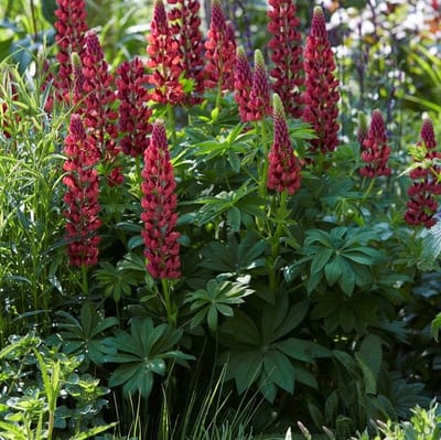 12 x Lupine Gallery Red Rood - Bloeiende Vaste Plant - Lupinus 'Gallery Red' in 9x9cm pot met hoogte 0-10cm