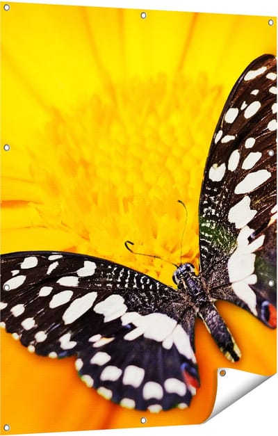 Gards Tuinposter Vlinder op een Oranje Bloem - 90x120 cm - Tuindoek - Tuindecoratie - Wanddecoratie buiten - Tuinschilderij