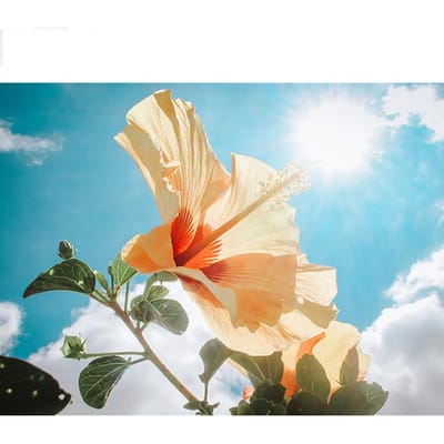 5D DIY Diamond Painting Art volledige ronde boor bloem plant foto's borduren kruissteek 20X30CM beige