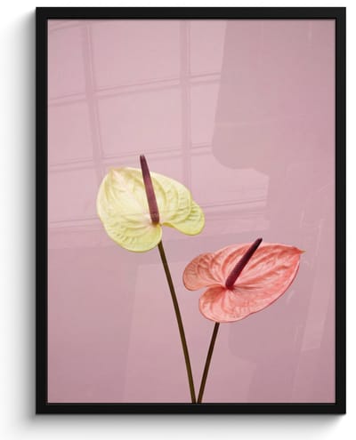 Poster in lijst - Fotolijst 60x80 cm - Posters - Bloemen - Anthuriums - Geel - Roze - Posterlijst zwart - Decoratie - Wanddecoratie woonkamer - Muurdecoratie slaapkamer