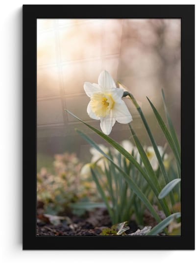 Poster in lijst - Fotolijst 20x30 cm - Posters - Narcis - Bloem - Minimalistisch - Posterlijst zwart - Decoratie - Wanddecoratie woonkamer - Muurdecoratie slaapkamer