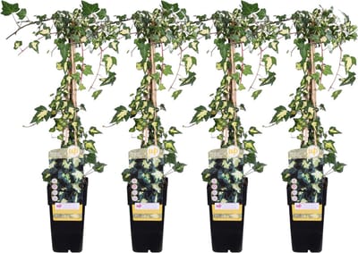 4x De Bonte Klimop, Tuinplant, Klimplant, Kleur Blad Groen/geel, Hedera helix Goldheart - Klimop Geel-groen