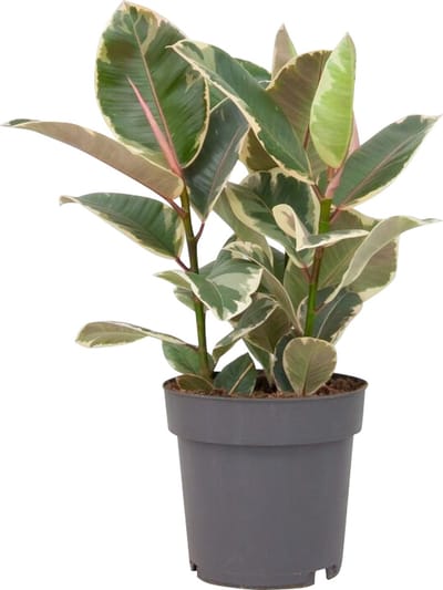 PLNTS - Ficus Tineke (Vijg) - Kamerplant Rubberboom- Kweekpot 27 cm - Hoogte 90 cm