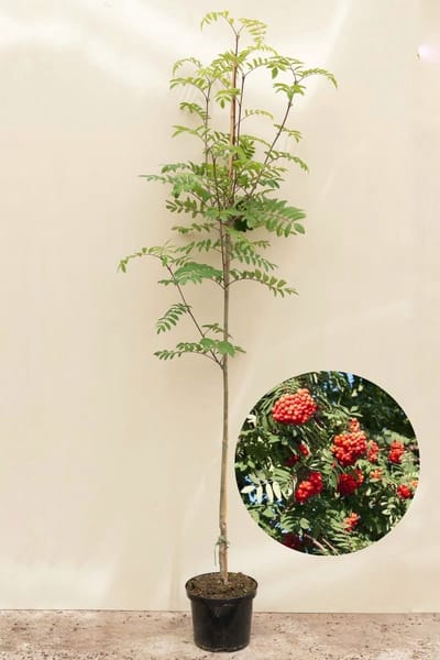Jonge Lijsterbes boom | Sorbus aucuparia edulis | 150-200cm hoogte