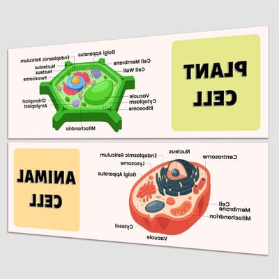 Kleurrijke Educatieve Posters voor Biologie met Planten en Dieren in het Klaslokaal voor Kinderen en Studenten