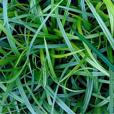 Carex Irish Green - Set van 12 - Zegge - Pot P9 - Wintergroen