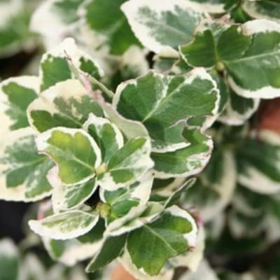 Kardinaalsmuts struiken - Euonymus fortunei - Tuin decoreren - Wintergroene bodembedekker - 9x9 cm pot - Groen met gele rand