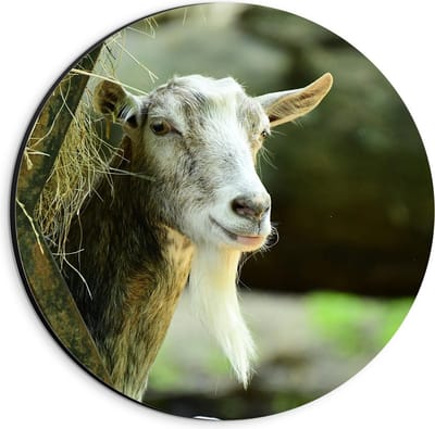 Dibond Wandcirkel - Witte Geit met Hooi - 20x20cm Foto op Aluminium Wandcirkel (met ophangsysteem)