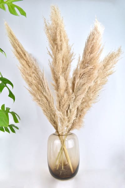 Pampas pluimen - Droogbloemen - 100 cm - 5 stuks - Cortaderia - Natuurlijk Bloemen