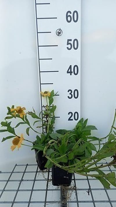 6x Zonnekruid - Helenium aut. 'Pumilum Magnificum' | 9x9 cm pot