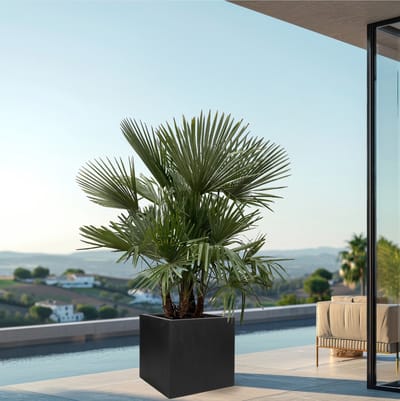 Trachycarpus Multistam - 220cm