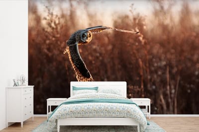 Behang - Fotobehang Vogel - Uil - Zonsondergang - Natuur - Breedte 450 cm x hoogte 300 cm