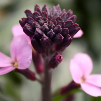 Muurbloem 'Bowl Mauve' (Erysimum linifolium Bowl Mauve) - Muurbloem Super Bowles Mauve - Erysimum linifolium