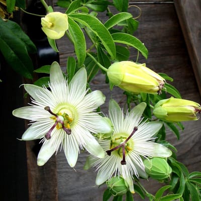 12 x Passiebloem Wit - Winterharde Klimplant - Passiflora caerulea 'Constance Elliot' in C2(liter)pot met hoogte 50-60cm