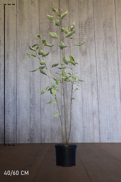 Plants Online - Haagplanten - Heesters - Bonte Kornoelje - Pot 40-60 cm - set van 10 - Bladverliezend - Bloeiende plant - Groeit breed uit - Informele haag