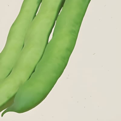 2 sets - Tuinboon Witkiem Zaden Vicia Faba Biologisch Eenjarig