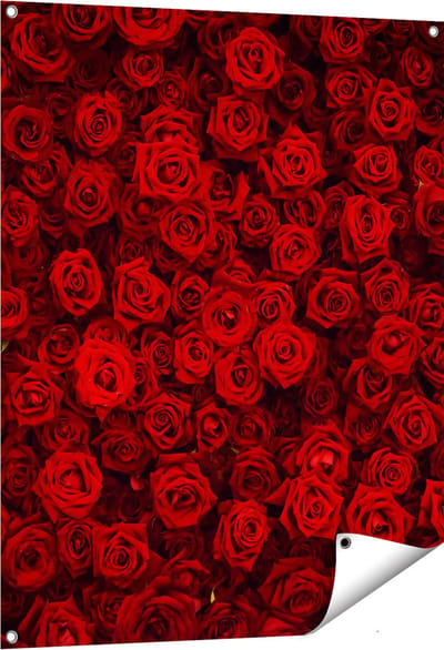 Gards Tuinposter Rode Rozen Achtergrond - 80x100 cm - Tuindoek - Tuindecoratie - Wanddecoratie buiten - Tuinschilderij