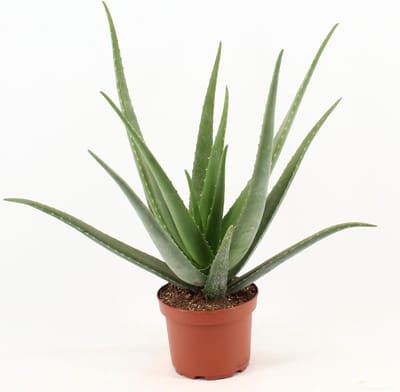 Plantenboetiek.nl | Aloe Vera - Ø19cm - 60-70cm hoog - Kamerplant - Groenblijvend - Cactus & Vetplanten