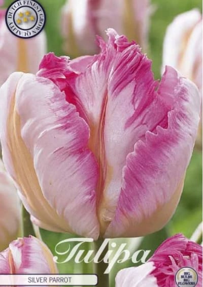 Dutch Finest Quality bloembollen - Tulpen Tulp Parrot Silver Parrot x7 12/+s