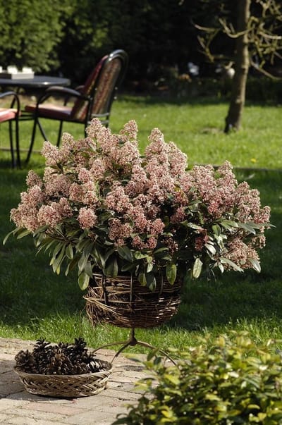 Skimmia jap. Rubella - Set van 2 - Pot 2 liter - Rode Bloem - Wintergroen