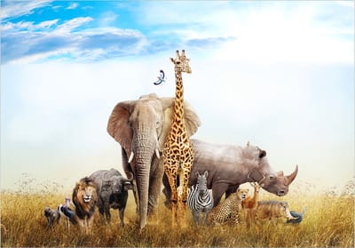 Fotobehangkoning - Behang - Vliesbehang - Fotobehang Dieren van Afrika - Fauna of Africa - 150 x 105 cm