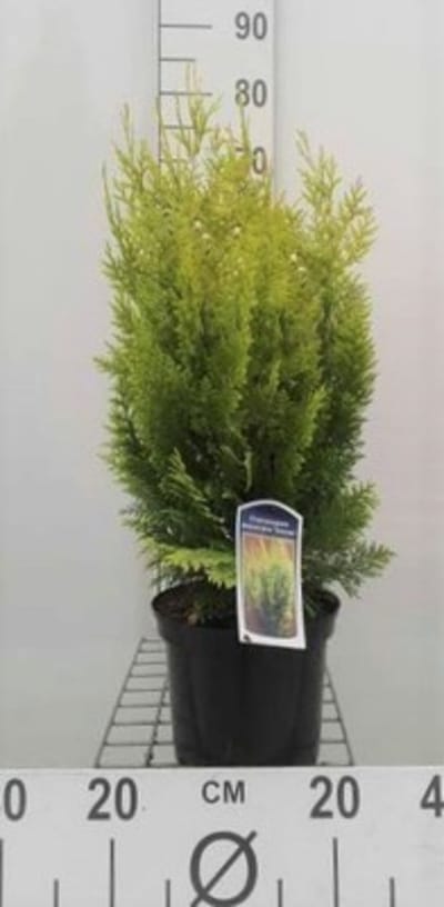 Chamaecyparis l. 'Ivonne' - Schijncipres, Californische cipres 30 - 40 cm in pot