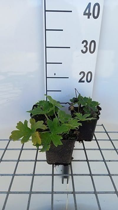 6x Monnikskap - Aconitum lamarckii | 9x9 cm pot
