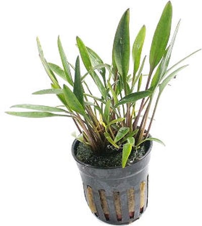 Moerings Cryptocoryne Nevellii in 5 cm pot