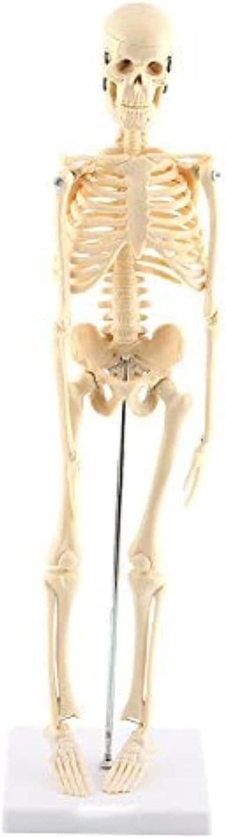 Menselijk Skelet Anatomisch Model - Levensgroot Skelet van 45 cm, Onderwijs Tool met Beweegbare Ledematen en Basis, Ideaal voor Anatomie en Biologie Les