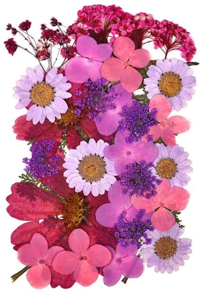 Dailygoods- Gedroogde Bloemen Natuurlijke Mix - Roze Hortensia / Chrysant - Gypsophila / Alyssum - Decoratief voor Knutselen - Paars - Inhoud van Levering: Karton en Folie - Droogbloemen