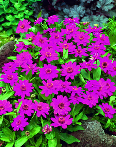 Zinnia x hybrida Profusion Cherry