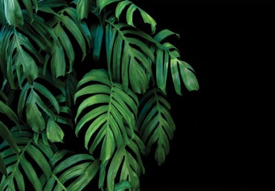 Fotobehang - Planten - Achtergrond - Vliesbehang - (152.5 x 104 cm)