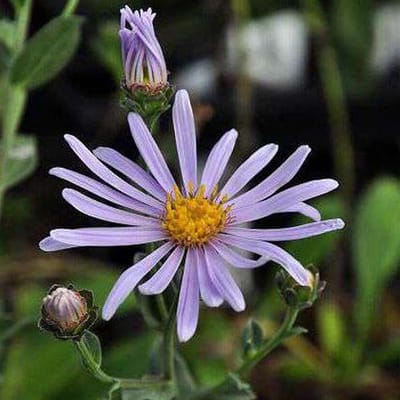 6 x Aster Amellus 'Rudolf Goethe' - Zomeraster - Blauwpaarse bloemen, compacte groei