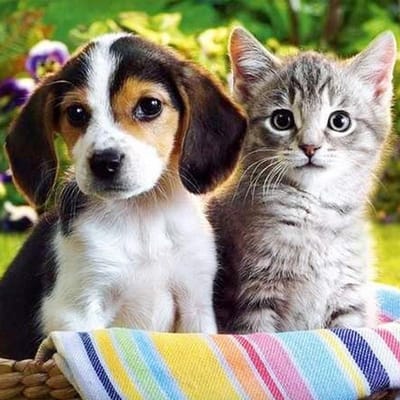 DIY 5D Diamantmozaïek  Kitten & Puppy' Diamantschilderij Kruissteek Diamanten Borduurwerk Huisdecoratie 30x30CM gray