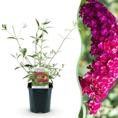 Green boutiQ - Vlinderstruik - Buddleja davidii Royal Red - Bloem Rood - 1 Plant - Bladverliezend - Vlinderlokkend - Pot 17cm Hoogte 25cm