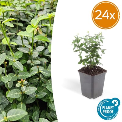 Tuinplantenshop.com | Euonymus fortunei radicans | 24 stuks - Ø9cm - 10-25cm hoog - Tuinplant