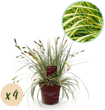 Green boutiQ - Siergrassen - Carex oshimensis Evergold - Geel & Groen - 4 Planten - Bladhoudend - Weinig Onderhoud - Pot 17cm Hoogte 50cm