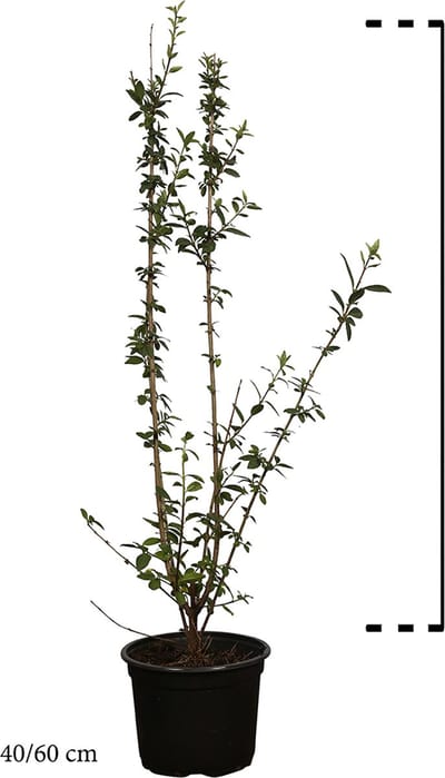 Plants Online - Haagplanten - Heesters - Wintergroene Liguster 'Atrovirens' - Pot 40-60 cm - set van 10 - Bladverliezend - Populair bij vogels - Semi-bladhoudend - Weinig onderhoud