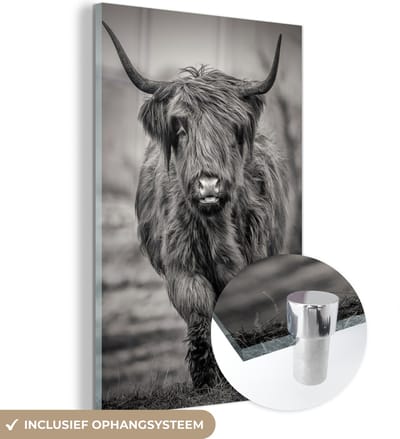 MuchoWow® Glasschilderij 120x180 cm - Schilderij acrylglas - Schotse Hooglander - Zwart - Wit - Foto op glas - Schilderijen
