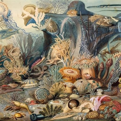 Chypho - Episodes In Oceanography, Vol. 2 (CD)