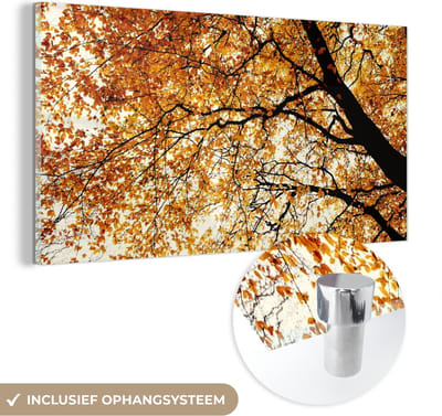 MuchoWow® Glasschilderij 40x20 cm - Schilderij acrylglas - Boom - Herfstbladeren - Seizoenen - Landelijk - Foto op glas - Schilderijen