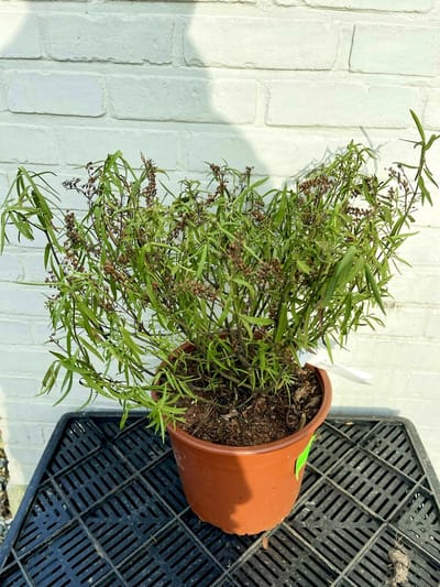 2 x Hebe hybr. 'Kirkii' - Struikveronica C5 cm in pot