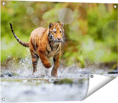 Gards Tuinposter Tijger Loopt in het Water - 80x60 cm - Tuindoek - Tuindecoratie - Wanddecoratie buiten - Tuinschilderij