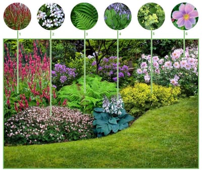 Borderpakket Schaduwtuin (6 planten) - Bijen-Vlinders - Bodembedekkers - Groenblijvend - Snijbloemen - Vaste planten