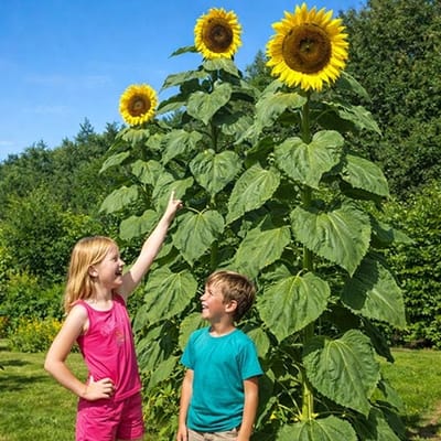 Zonnebloem zaden - Giganteus