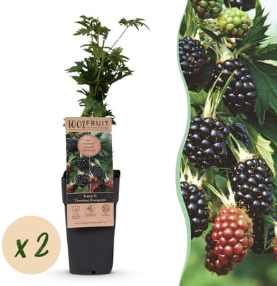 Green boutiQ - Fruitplant - Rubus fruticosus Thornless Evergreen - Bramenplant - Doornloos - Zwarte Braam - 2 Planten - Pot 15cm - Hoogte 50cm