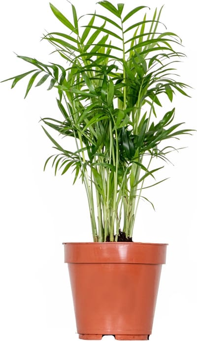 Bloomique - Chamaedorea Elegans - Mexicaanse Dwergpalm - Kamerplanten - Luchtzuiverend - Diervriendelijk - Gemakkelijk in onderhoud - Hoogte 30-40 cm - Pot 12 cm