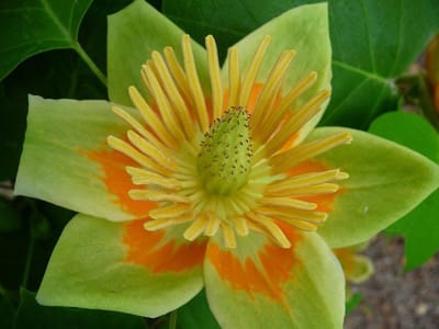 10 Zaadjes Tulpenboom (Liriodendron Tulipifera) voor Tuin en Buiten